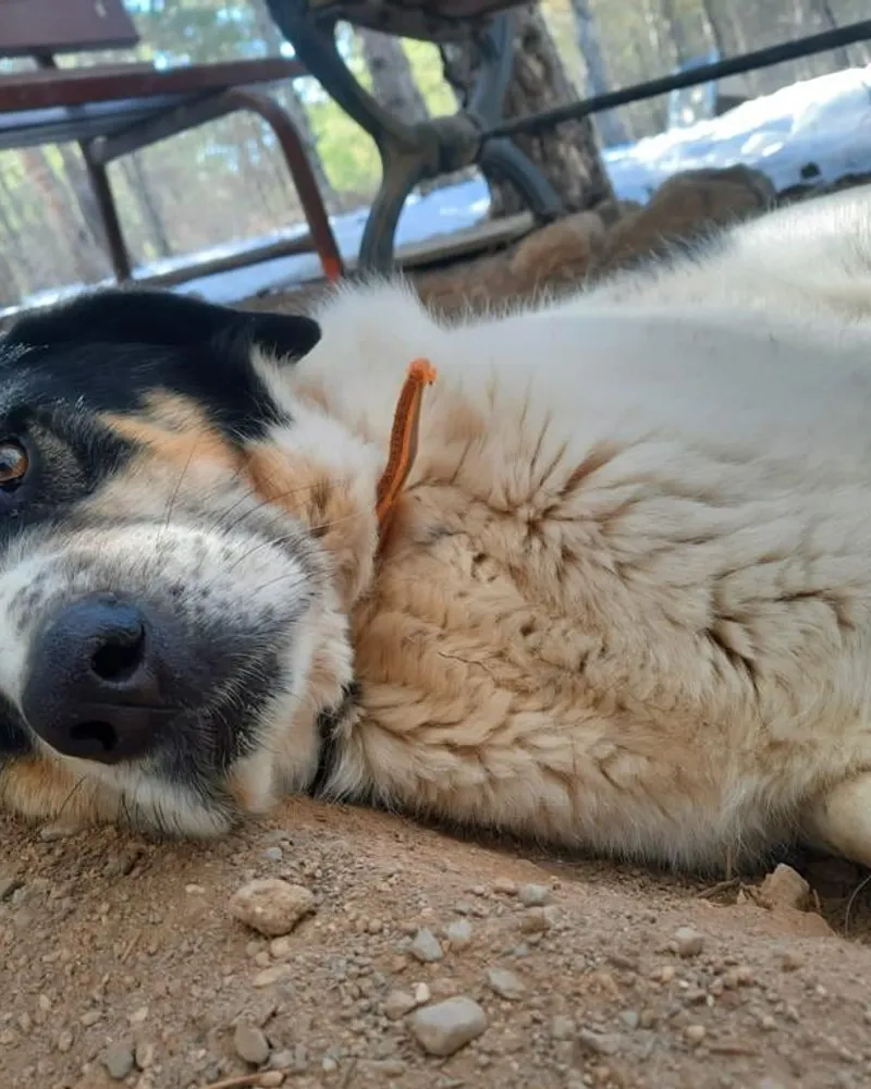 Çarşı adlı köpeğin fotoğrafı