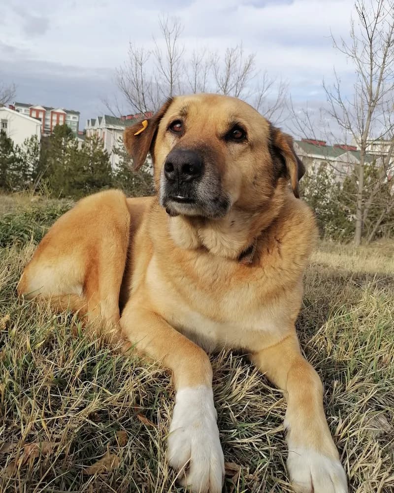 Çomar adlı köpeğin fotoğrafı