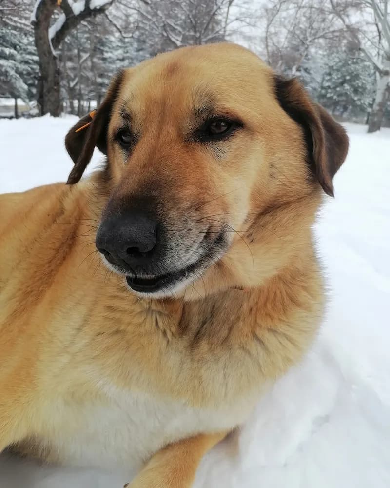 Çomar adlı köpeğin fotoğrafı