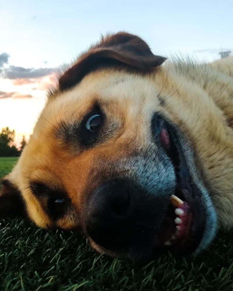 Çomar adlı köpeğin fotoğrafı