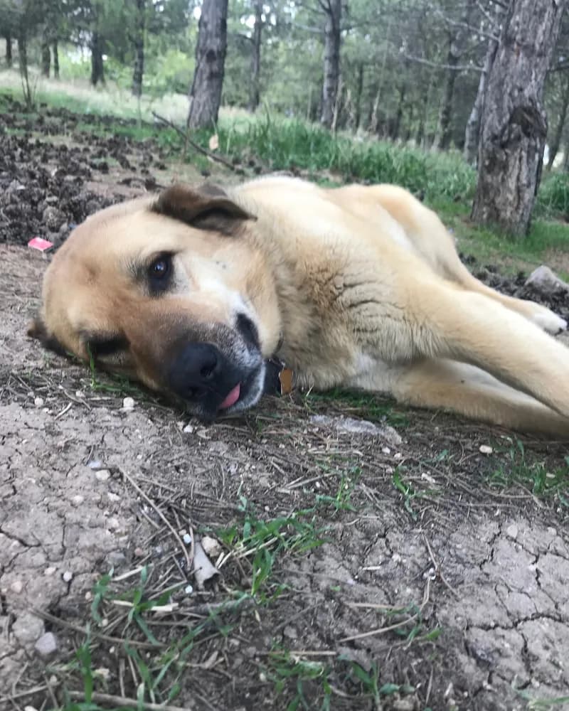 Çomar adlı köpeğin fotoğrafı