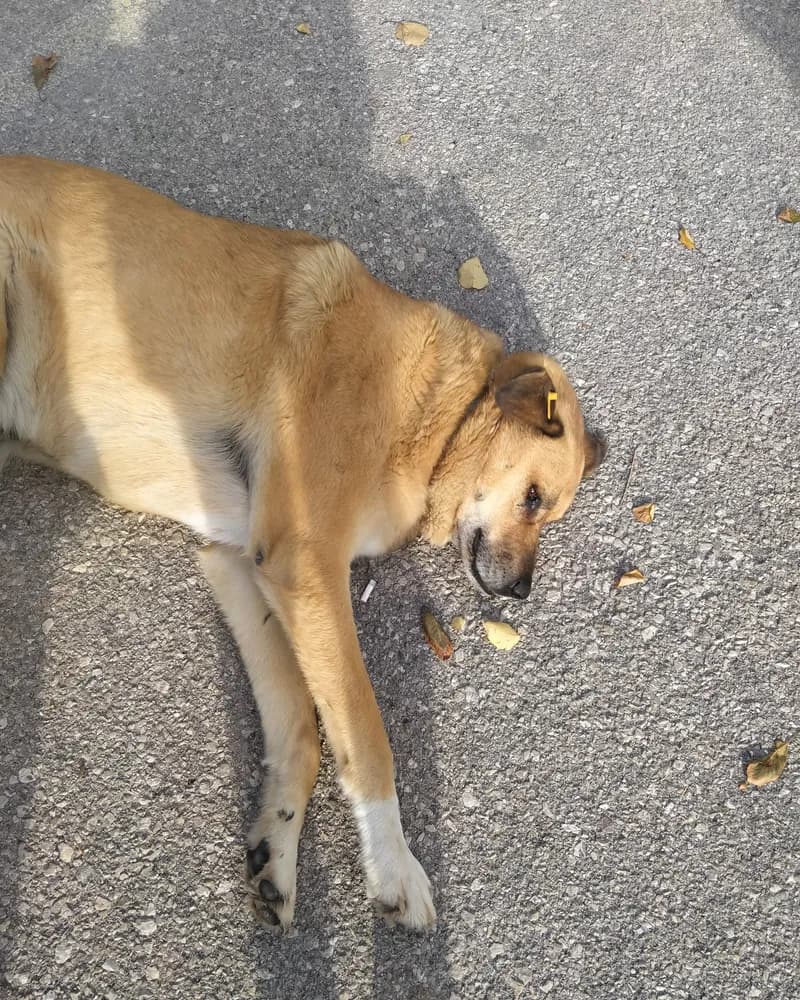 Çomar adlı köpeğin fotoğrafı