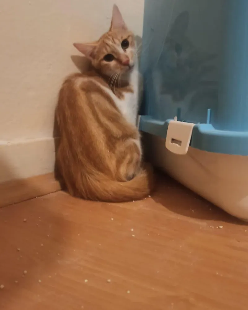 Demet’in ilk günleri