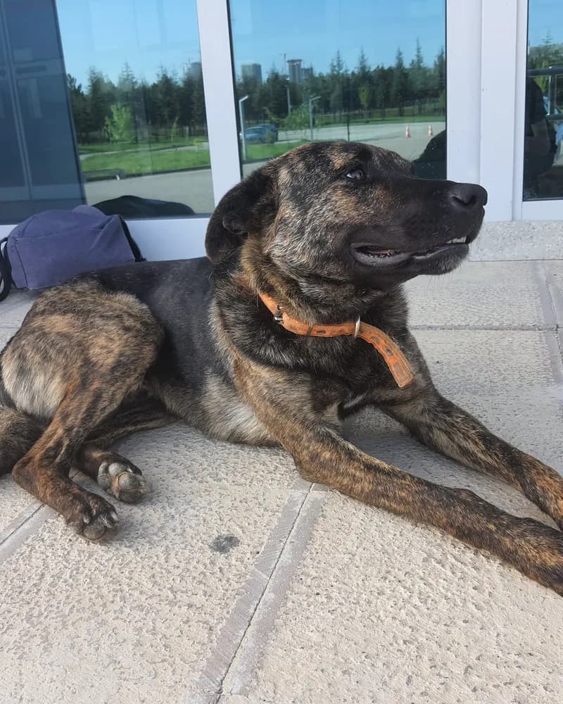Ferdi adlı köpeğin fotoğrafı