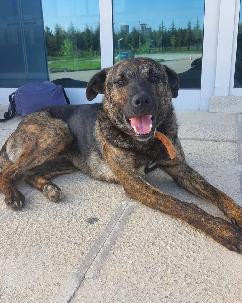 Ferdi adlı köpeğin fotoğrafı