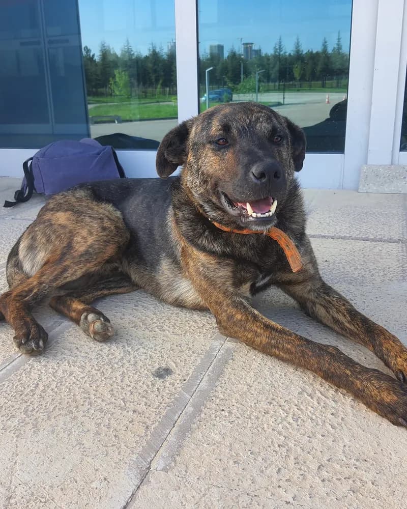 Ferdi adlı köpeğin fotoğrafı
