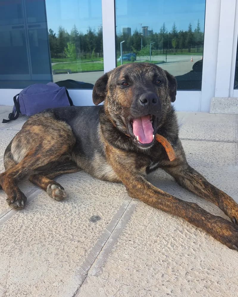 Ferdi adlı köpeğin fotoğrafı