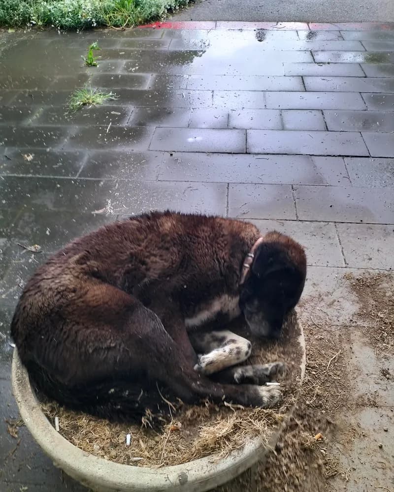 Gölge adlı köpeğin fotoğrafı