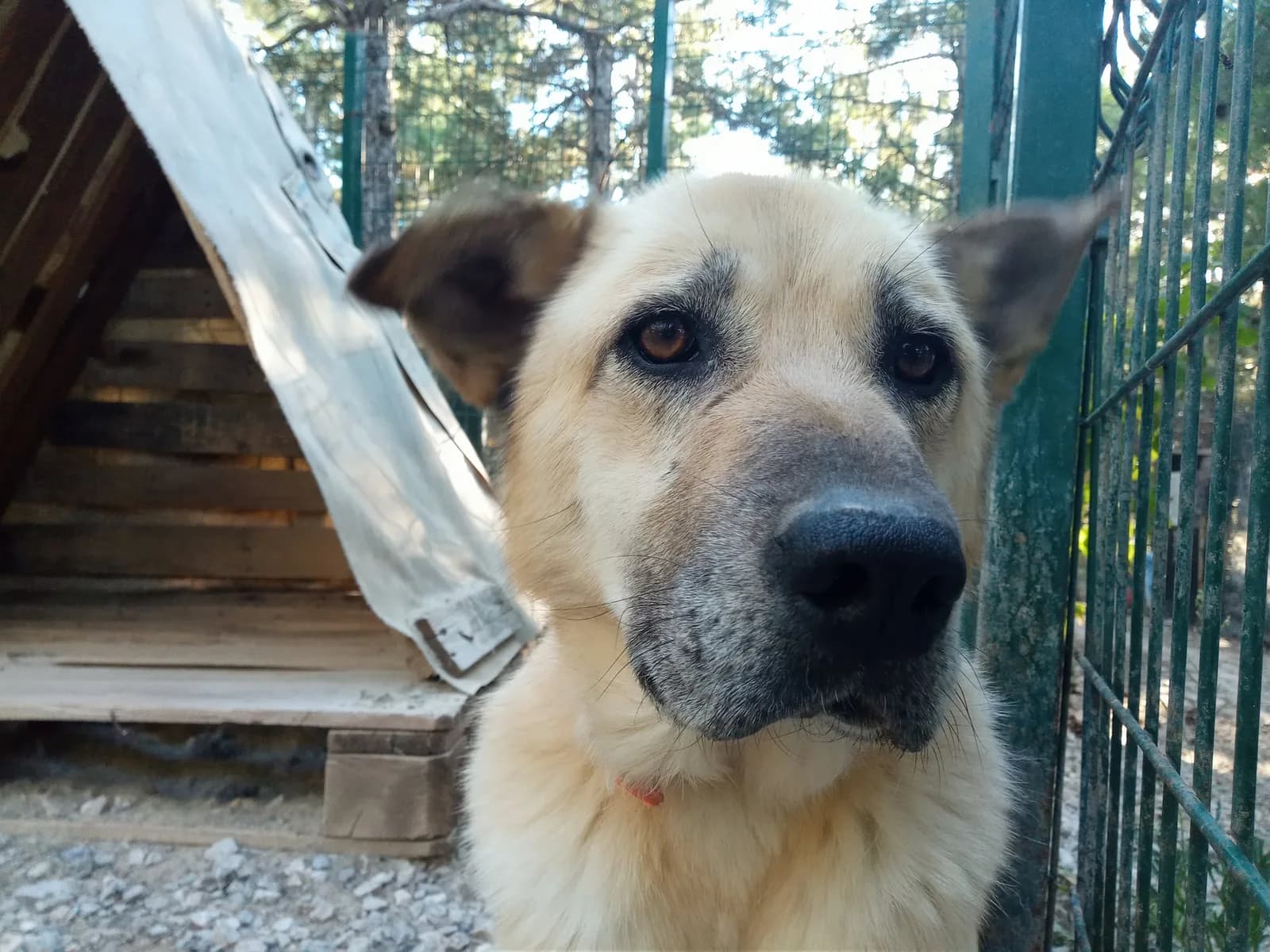Güneş adlı köpeğin fotoğrafı