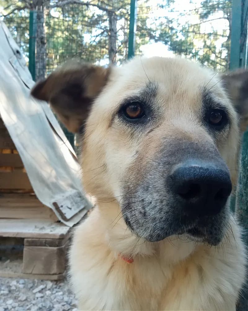 Güneş adlı köpeğin fotoğrafı