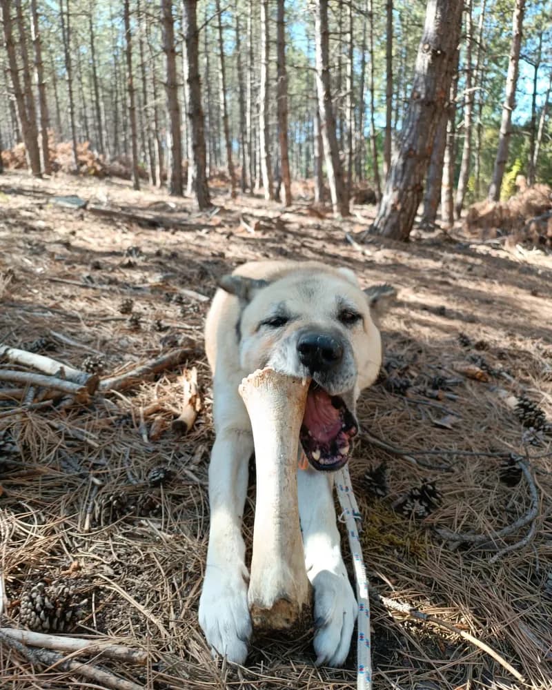 Güneş adlı köpeğin fotoğrafı