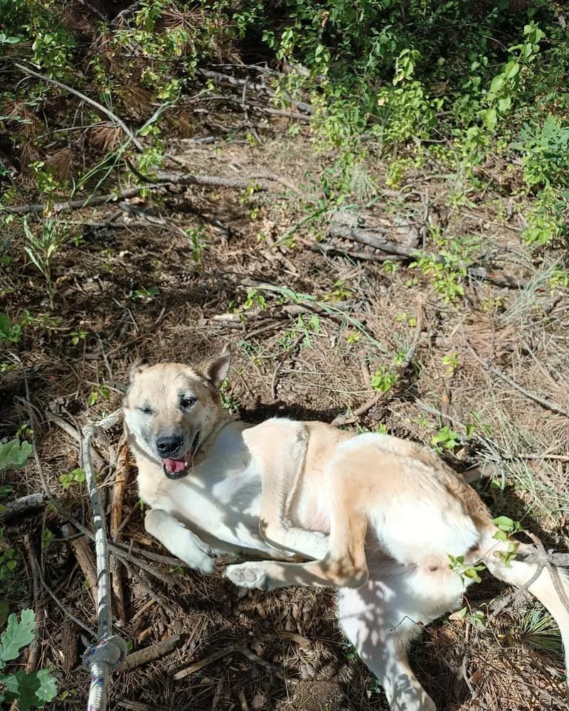 Güneş adlı köpeğin fotoğrafı