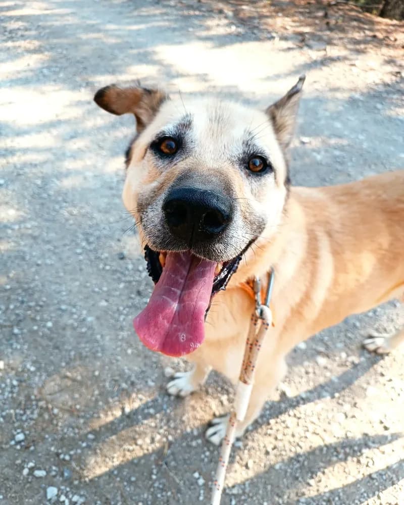 Güneş adlı köpeğin fotoğrafı