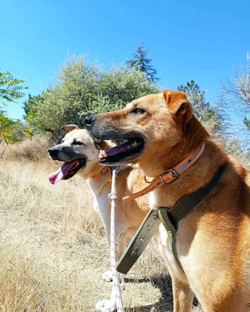 Güneş adlı köpeğin fotoğrafı
