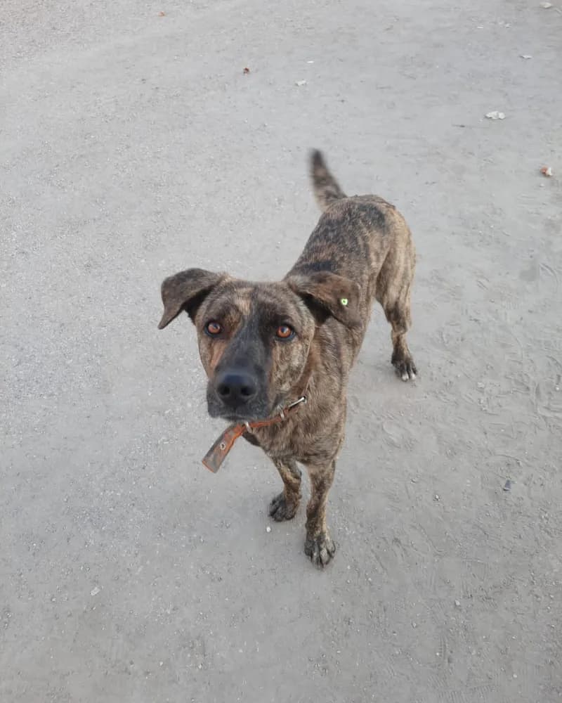 Hayati adlı köpeğin fotoğrafı