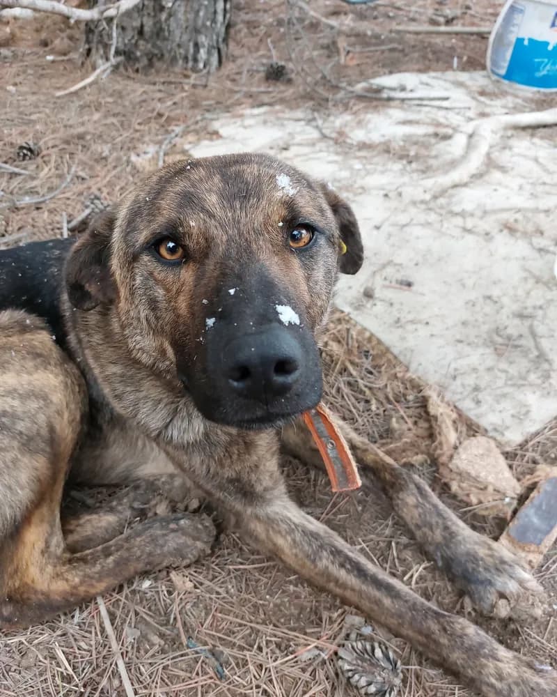 İlhami adlı köpeğin fotoğrafı