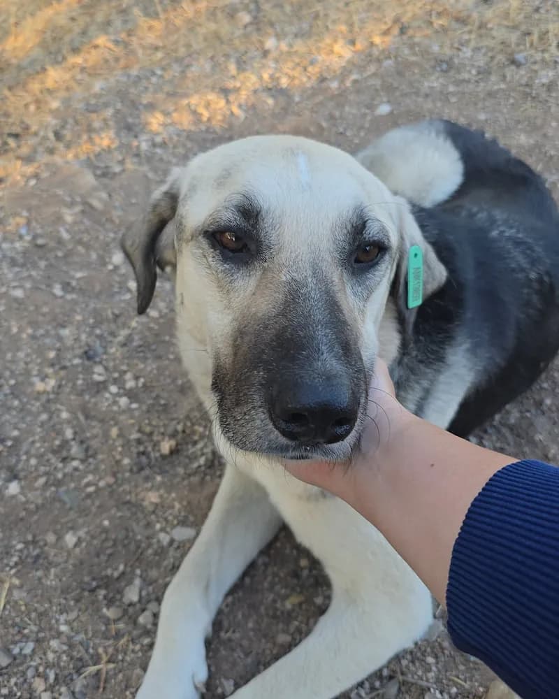 Kanka adlı köpeğin fotoğrafı