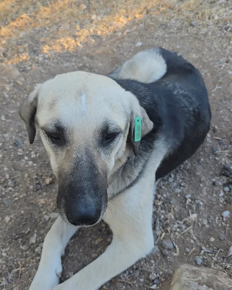 Kanka adlı köpeğin fotoğrafı