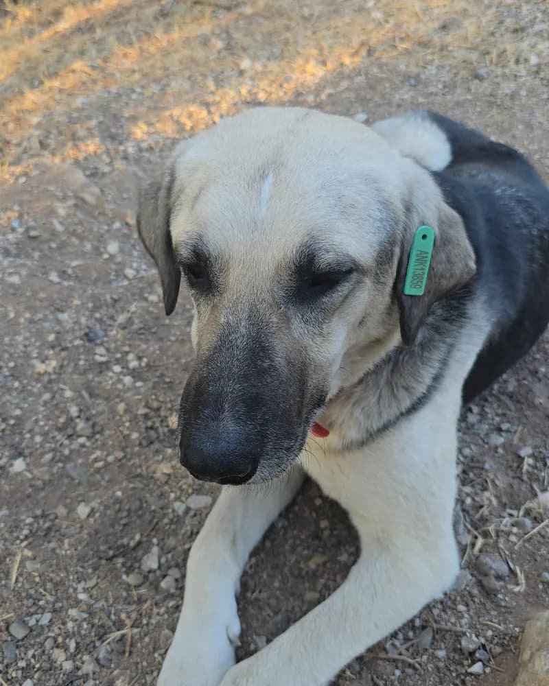 Kanka adlı köpeğin fotoğrafı