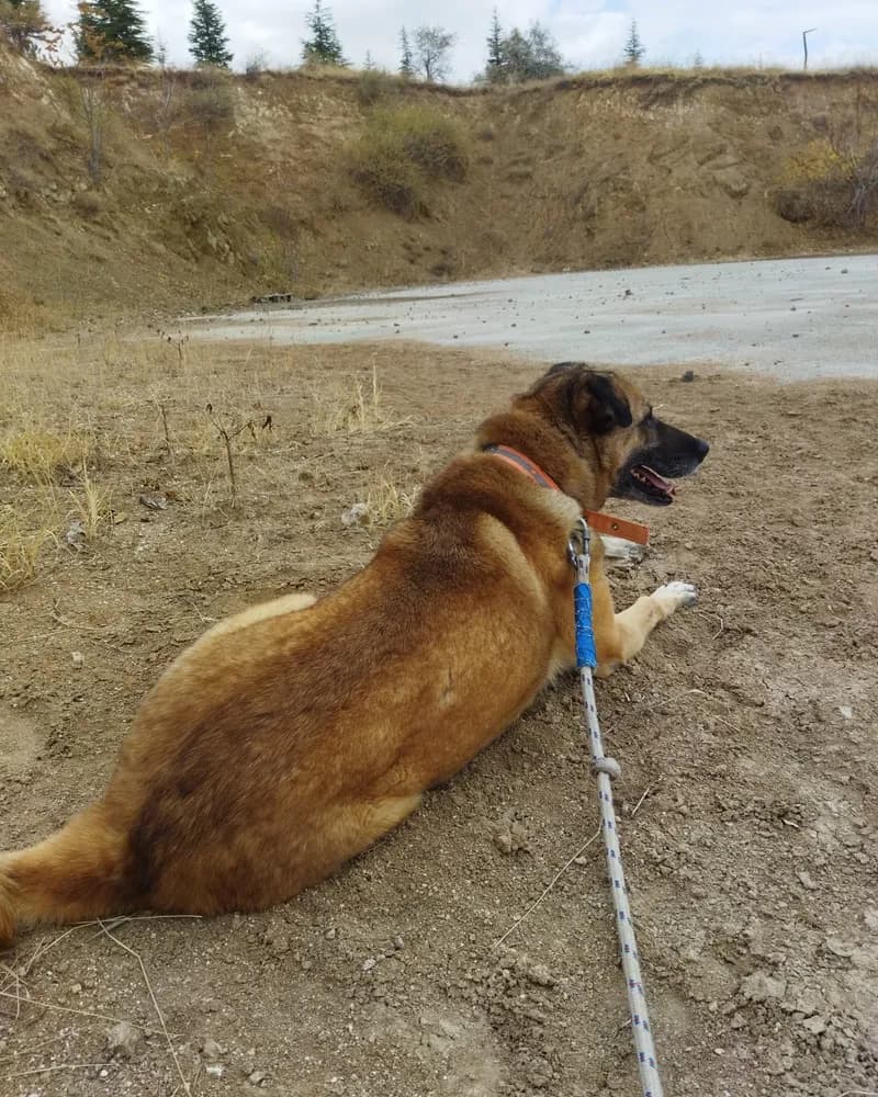 Kumral adlı köpeğin fotoğrafı