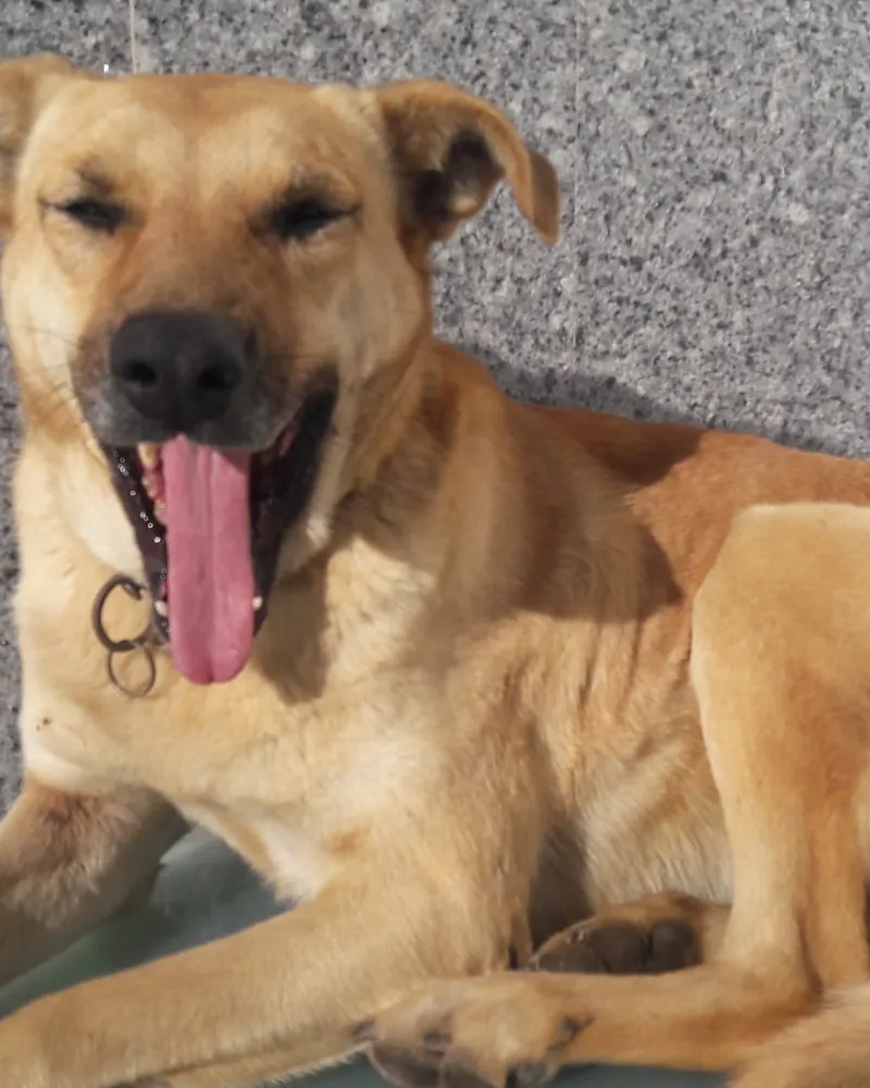 Latte adlı köpeğin fotoğrafı