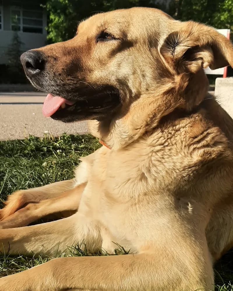 Latte adlı köpeğin fotoğrafı