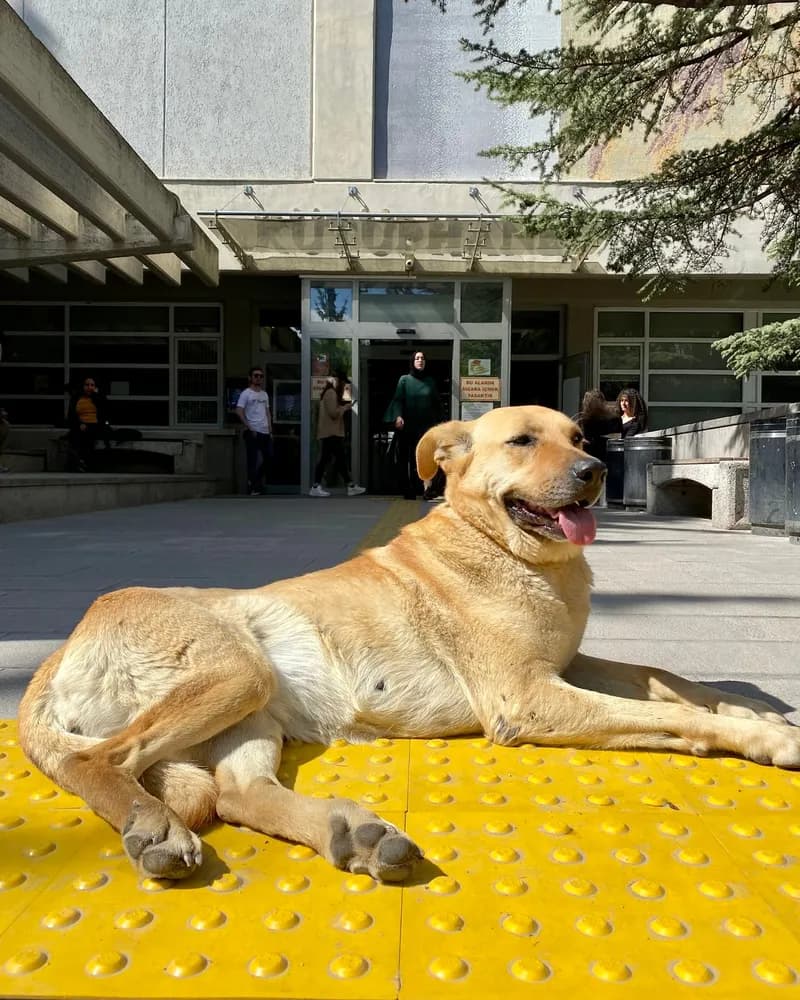 Latte adlı köpeğin fotoğrafı