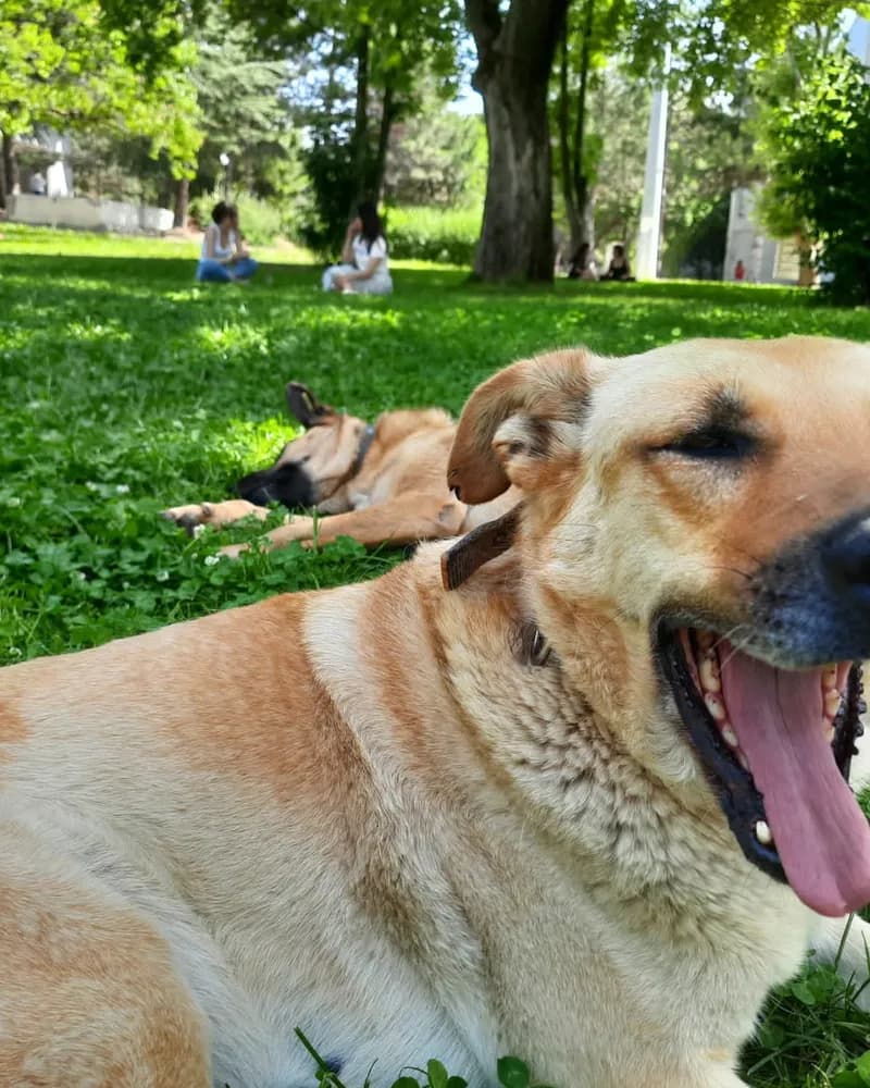 Latte adlı köpeğin fotoğrafı