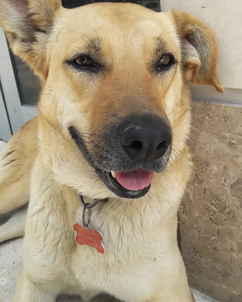 Latte adlı köpeğin fotoğrafı
