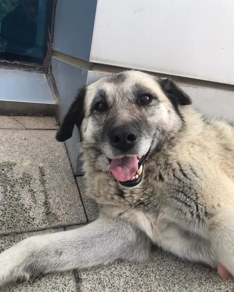Nazmi Lucy adlı köpeğin fotoğrafı