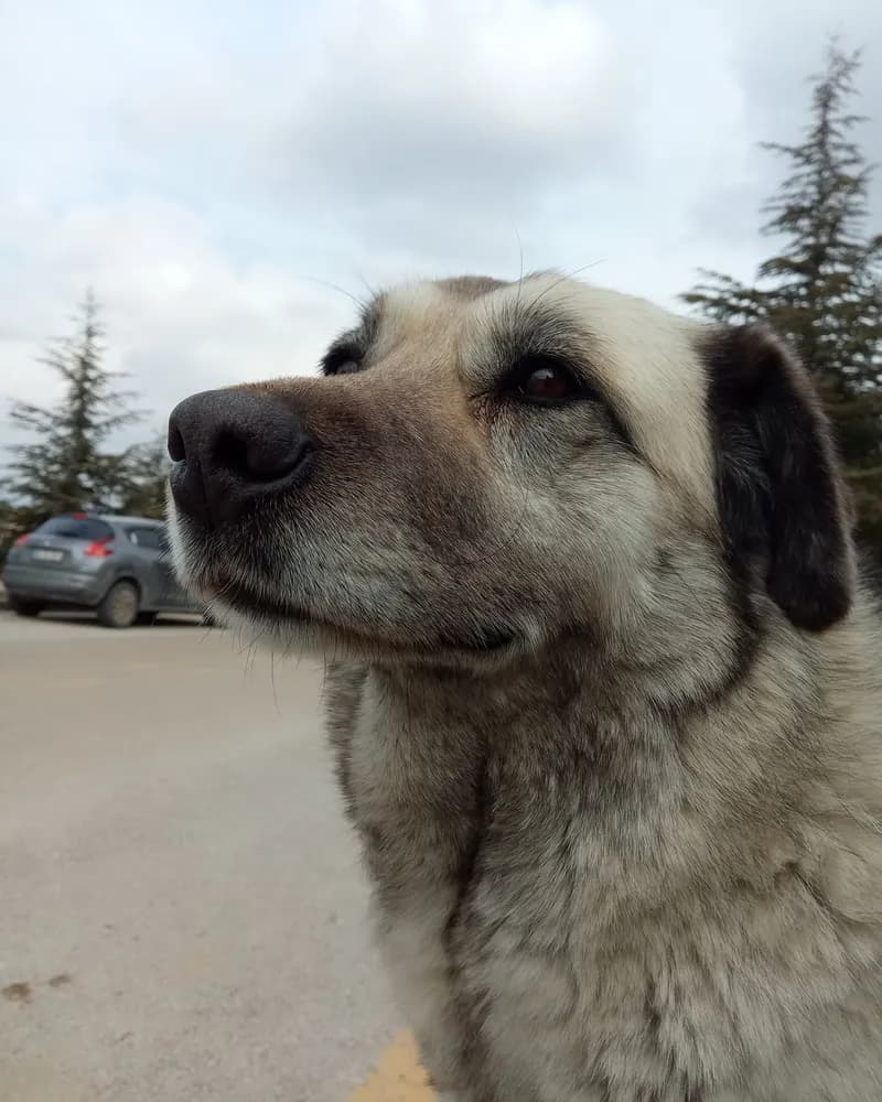 Nazmi Lucy adlı köpeğin fotoğrafı
