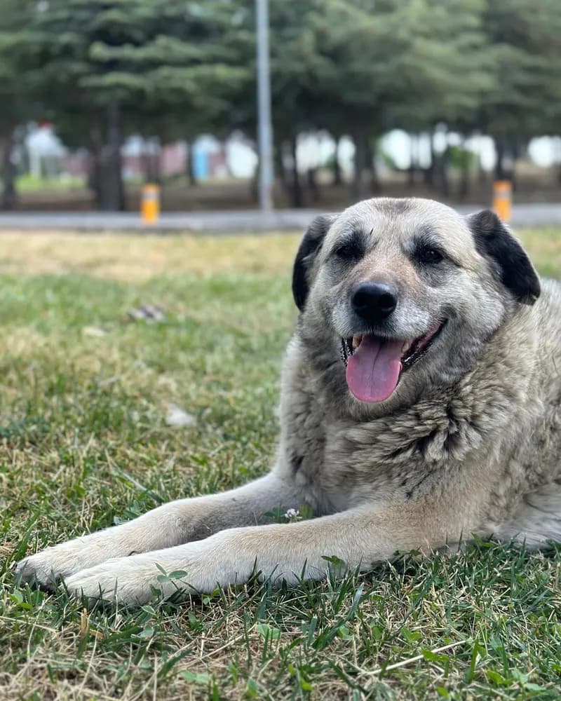 Nazmi Lucy adlı köpeğin fotoğrafı
