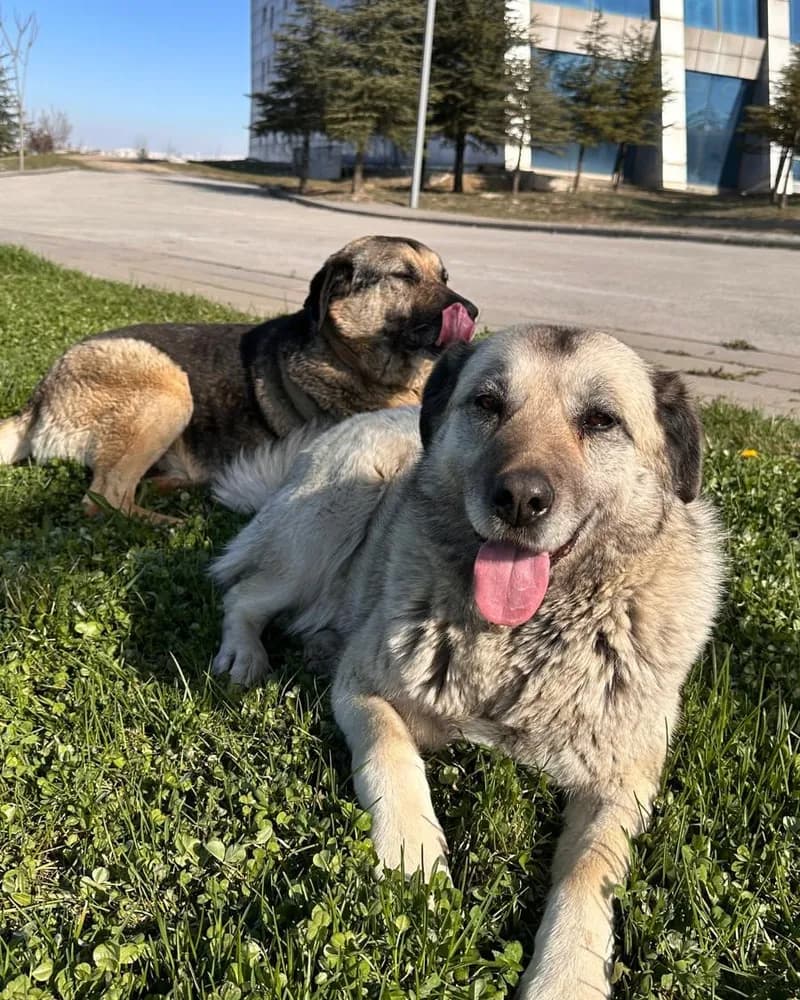 Nazmi Lucy adlı köpeğin fotoğrafı