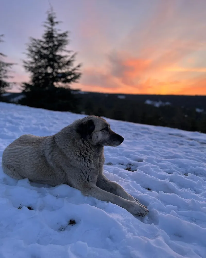Nazmi Lucy adlı köpeğin fotoğrafı