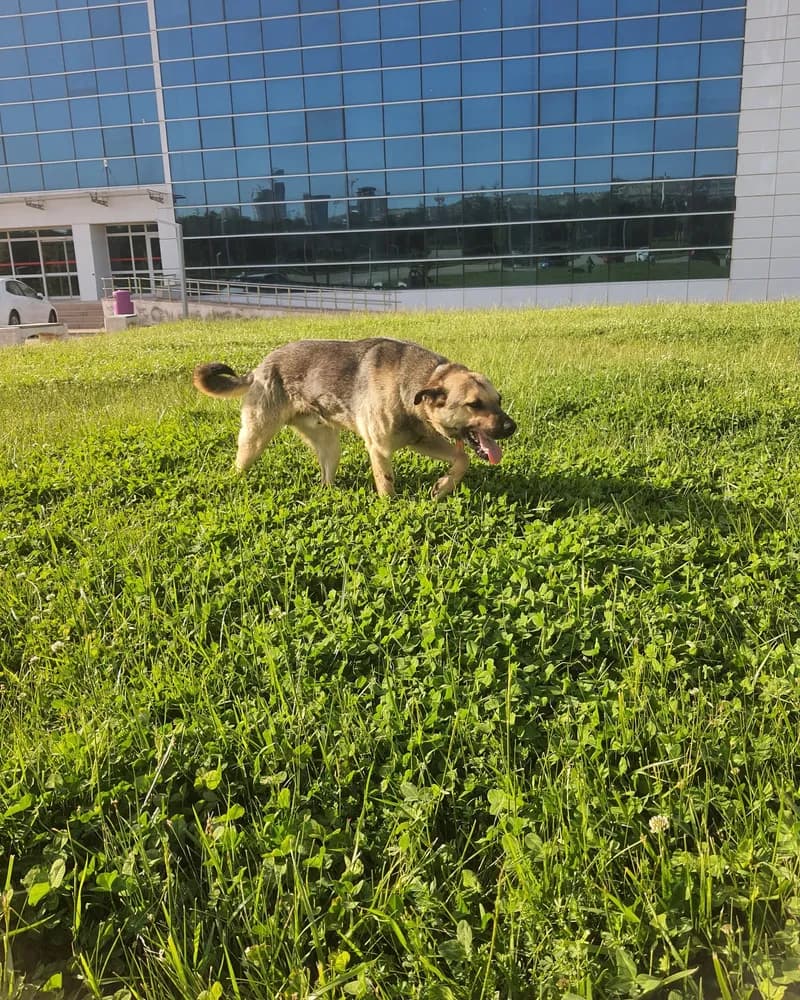 Necati adlı köpeğin fotoğrafı