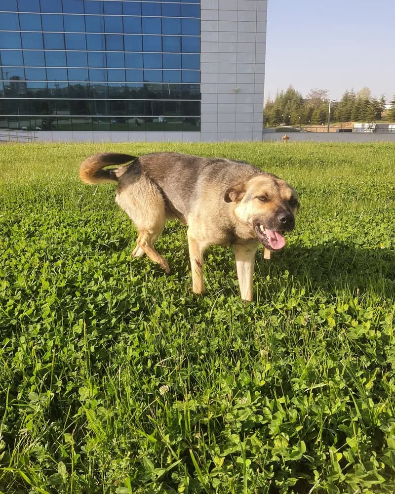 Necati adlı köpeğin fotoğrafı