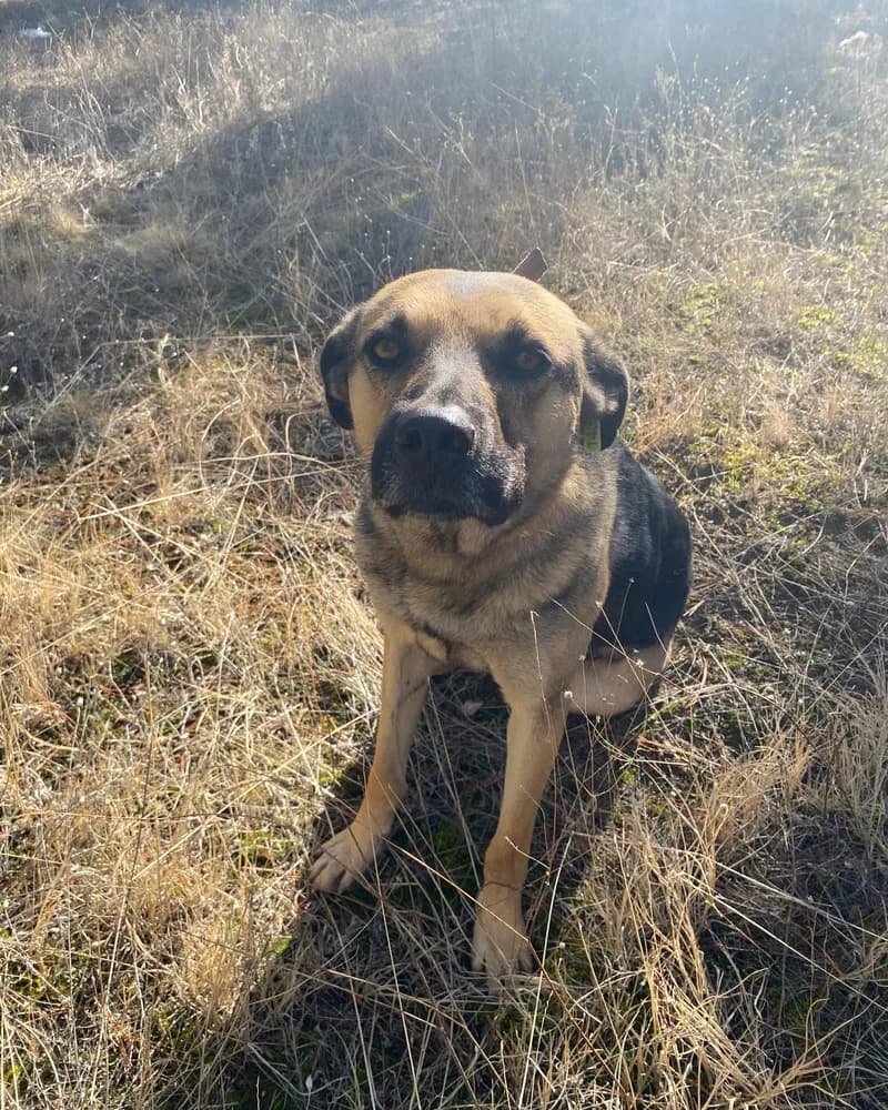 Necati adlı köpeğin fotoğrafı