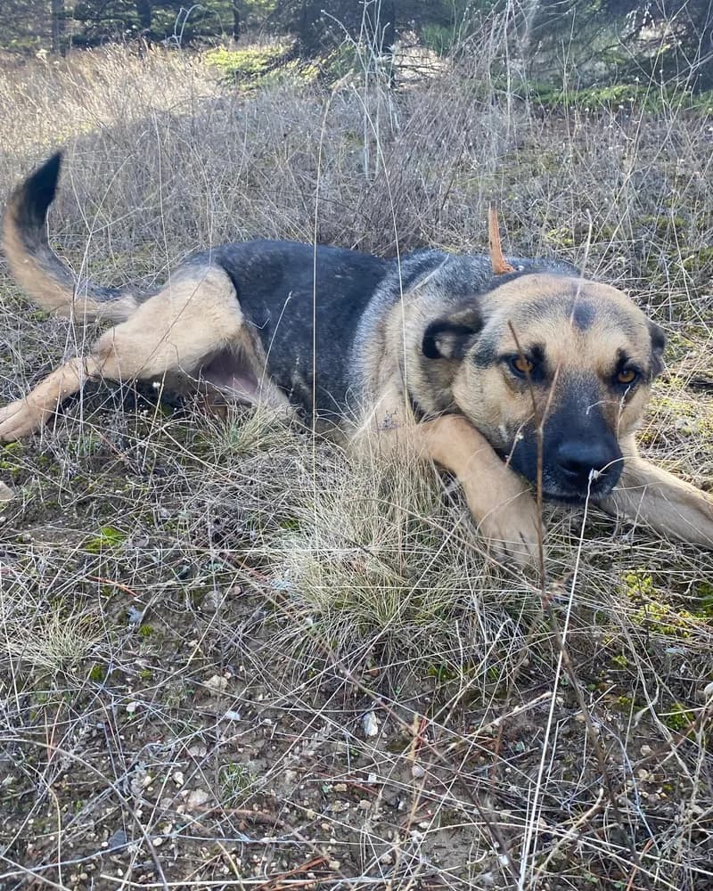 Necati adlı köpeğin fotoğrafı