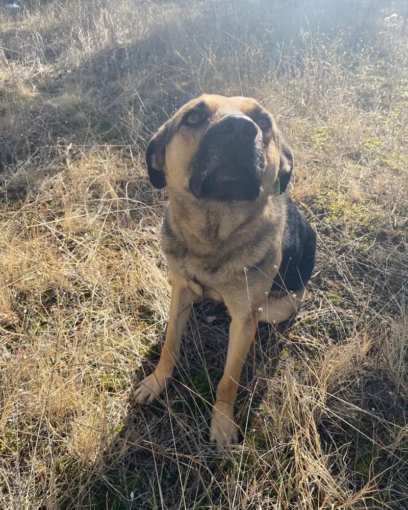 Necati adlı köpeğin fotoğrafı