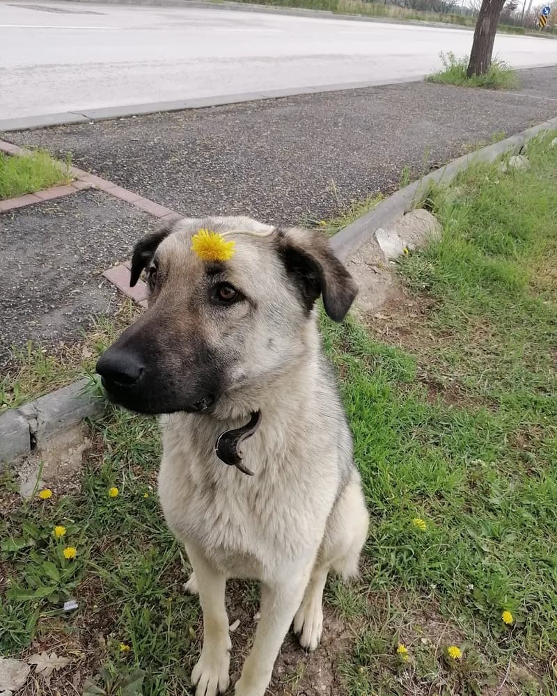 Pascal adlı köpeğin fotoğrafı