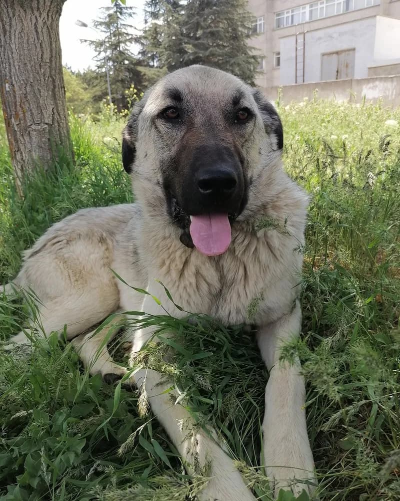 Pascal adlı köpeğin fotoğrafı