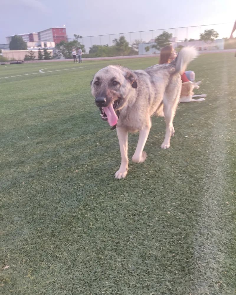Pascal adlı köpeğin fotoğrafı