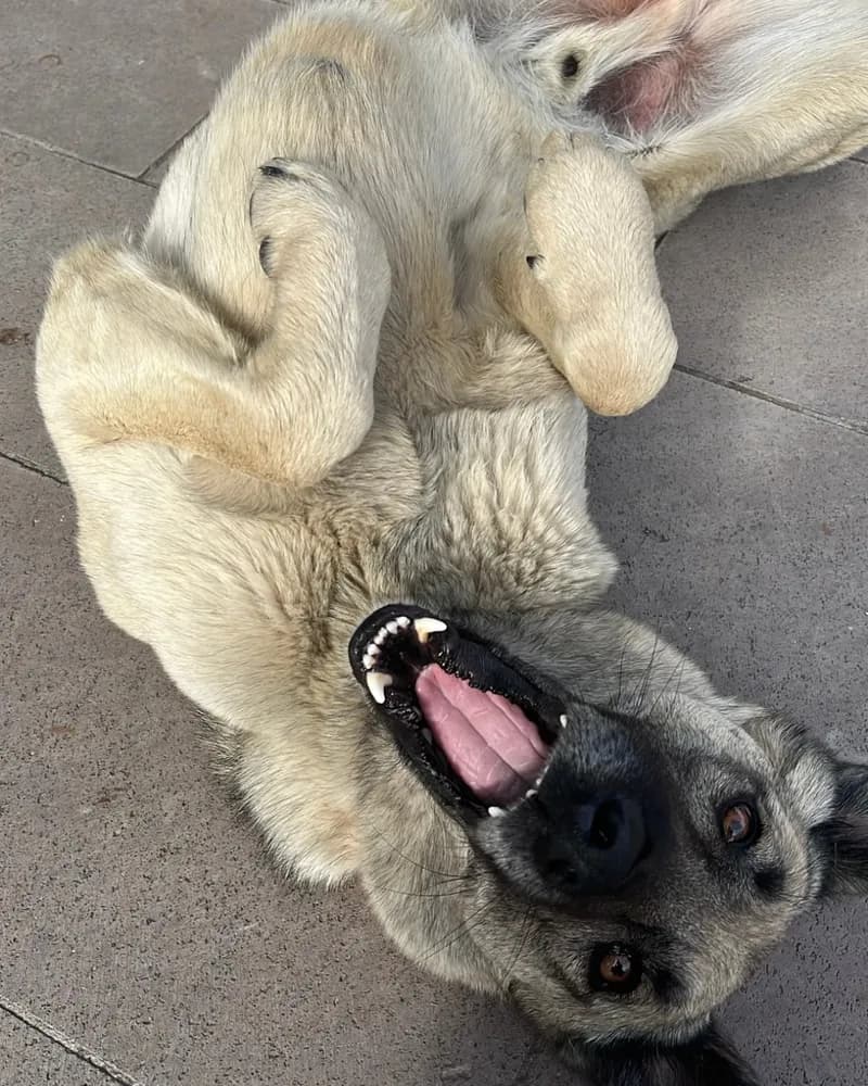 Pascal adlı köpeğin fotoğrafı