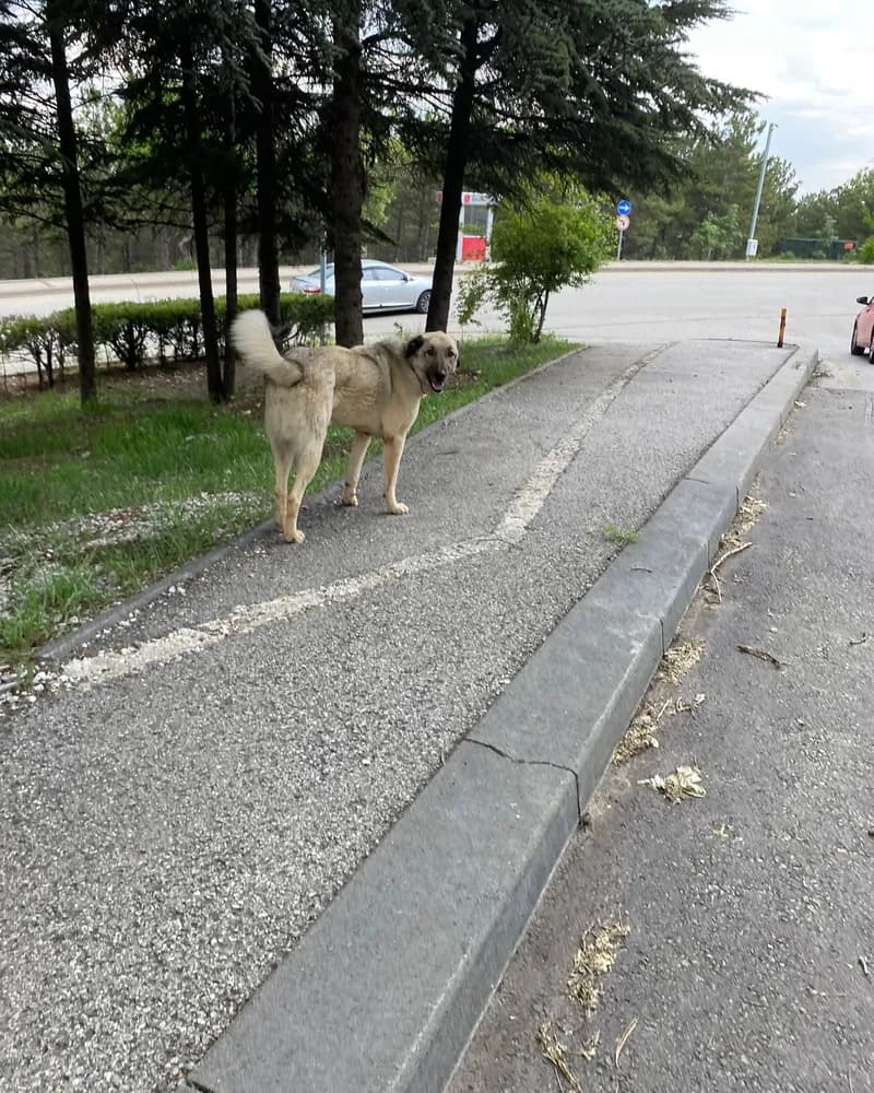 Pascal adlı köpeğin fotoğrafı