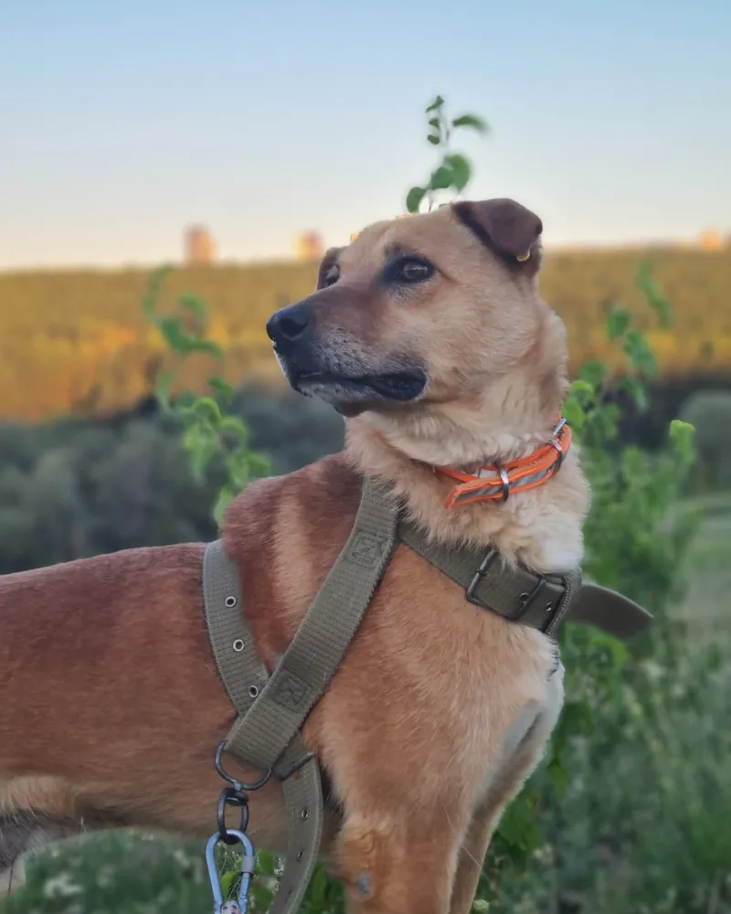 Plüto adlı köpeğin fotoğrafı