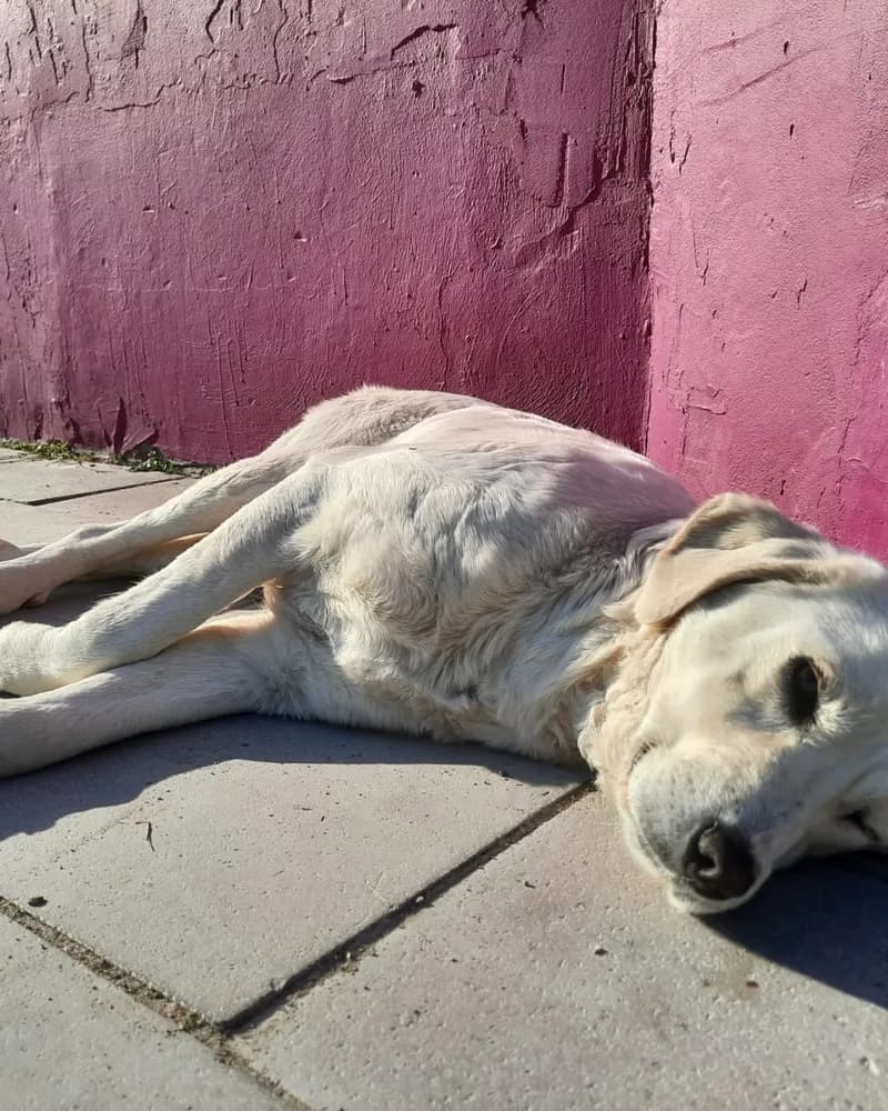Salep adlı köpeğin fotoğrafı