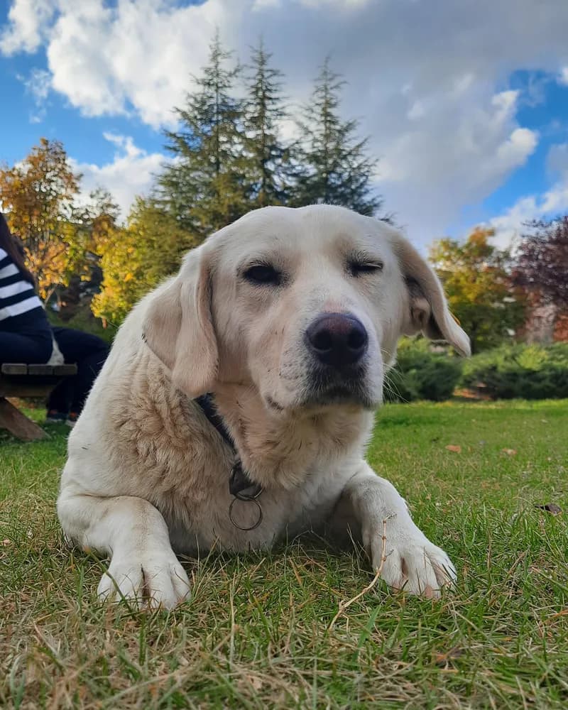 Salep adlı köpeğin fotoğrafı