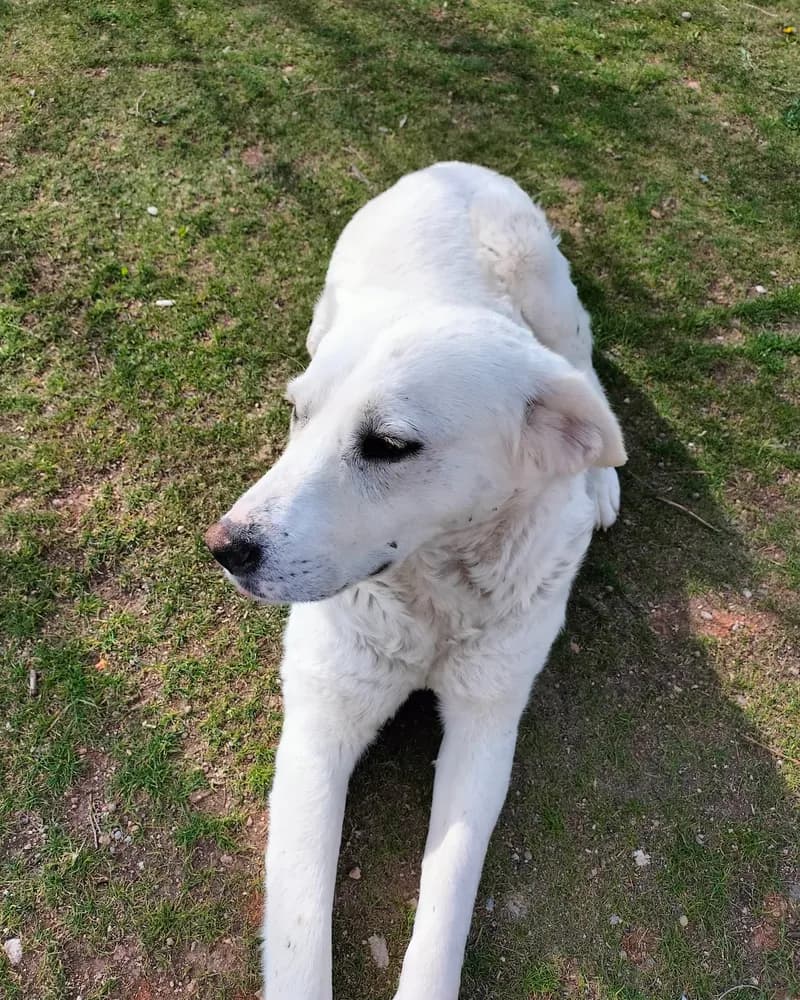 Salep adlı köpeğin fotoğrafı