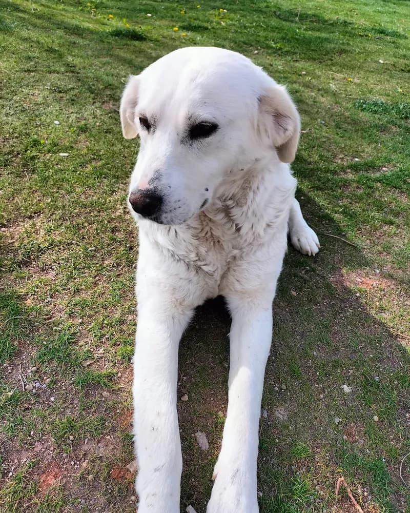 Salep adlı köpeğin fotoğrafı