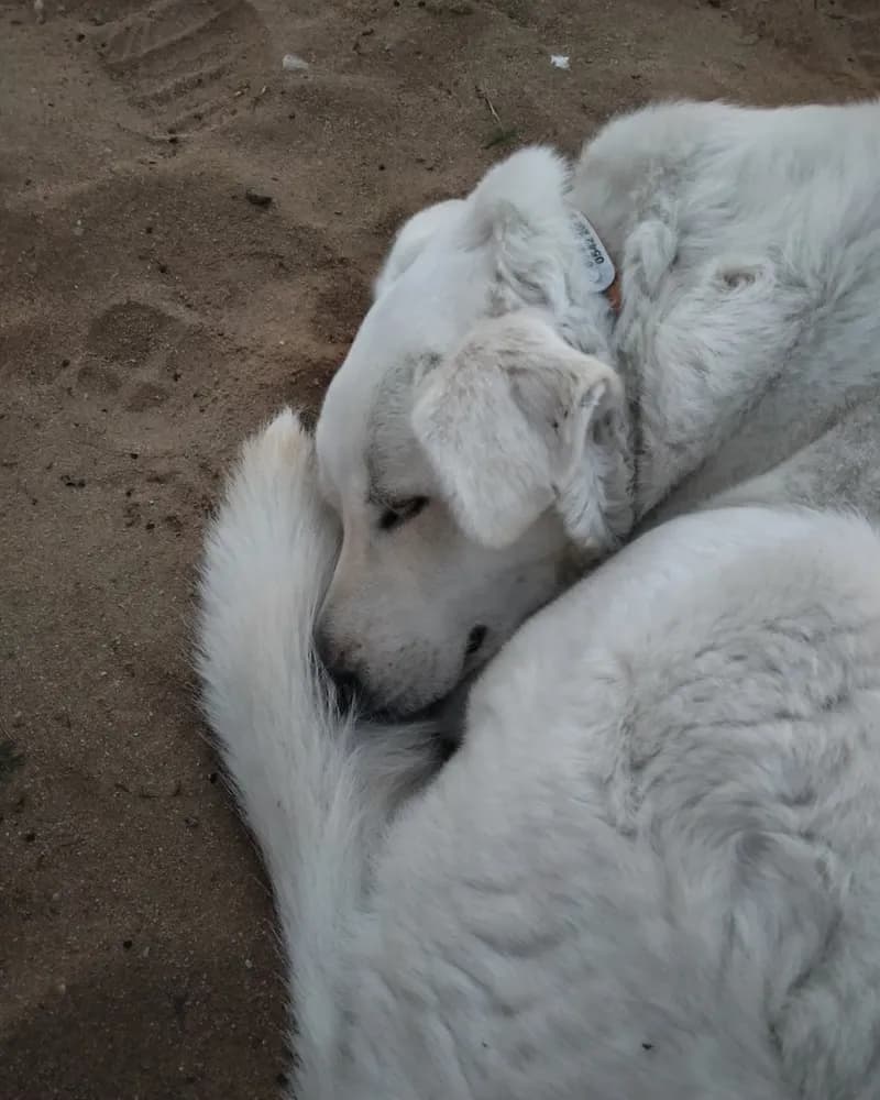 Salep adlı köpeğin fotoğrafı